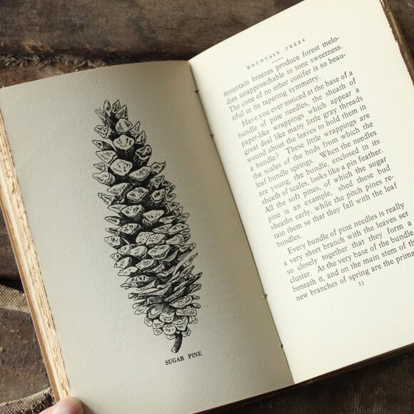 Vintage 1920s Book, "The Mountain Trees of Southern California" by Edmund Jaeger - Picture 9 of 10